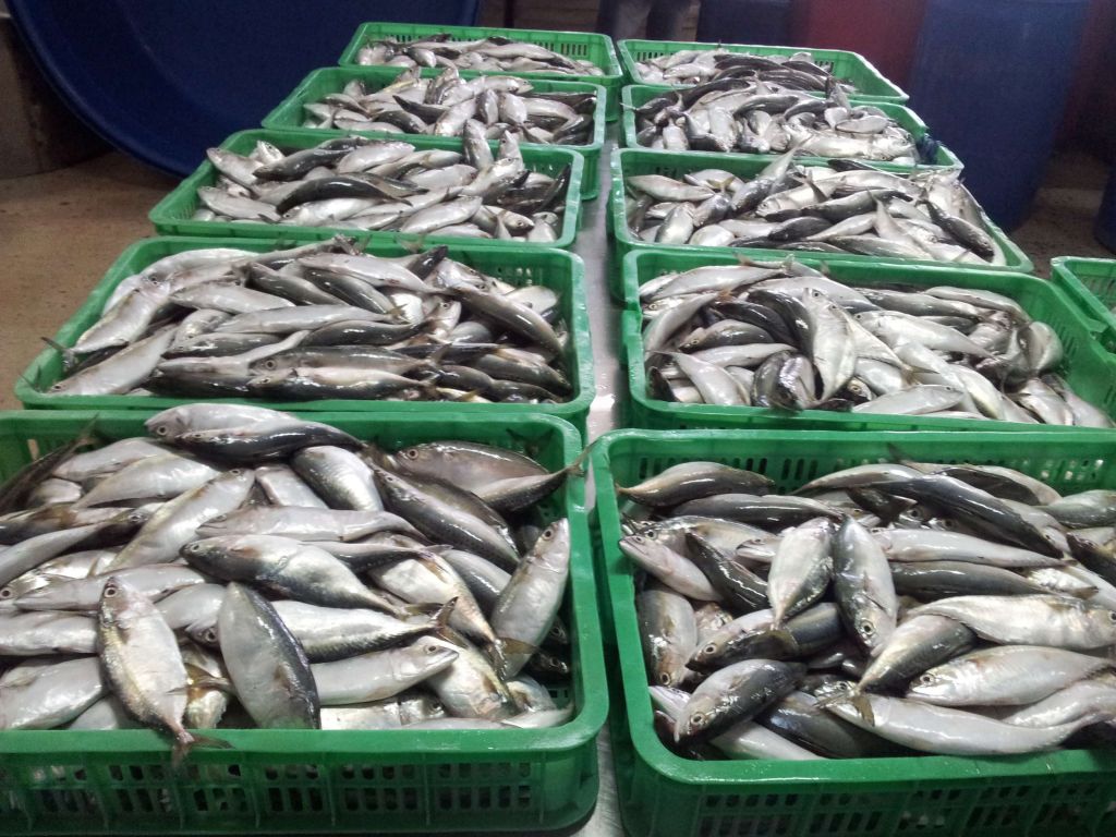 indian mackerel big quantity