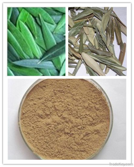 40% Oleuropein olive leaf extract
