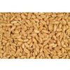 feed barley , barley grain, yellow corn