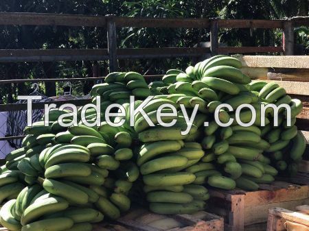 Fresh Cavendish Bananas