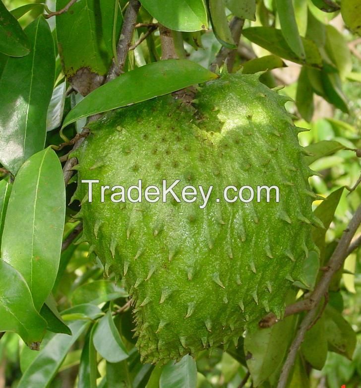 Fresh Soursop Fruits