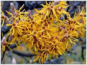 Witch Hazel Extract powder