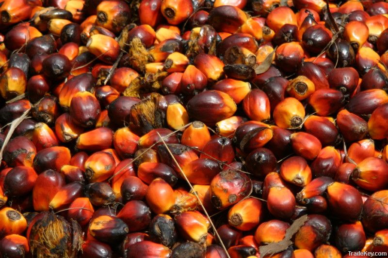 Palm Oil