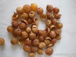 Soap Nuts Suppliers Nepal