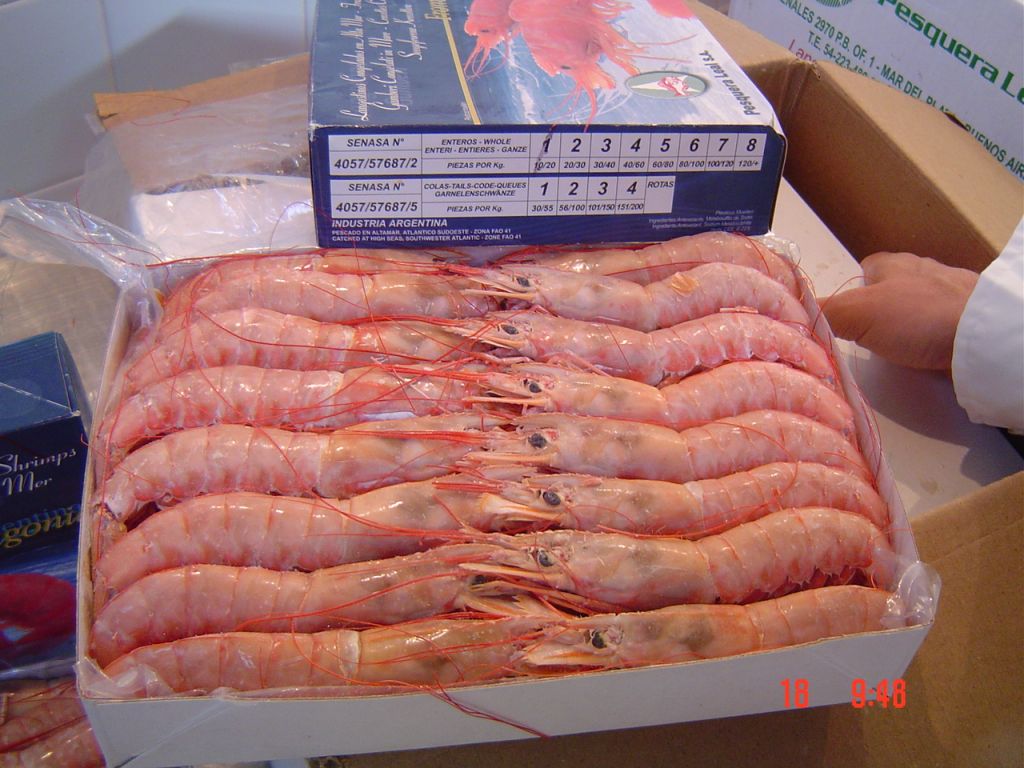 argentina red shrimp