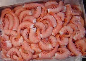 argentina red shrimp