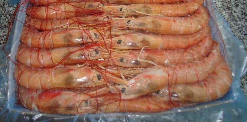 argentina red shrimp