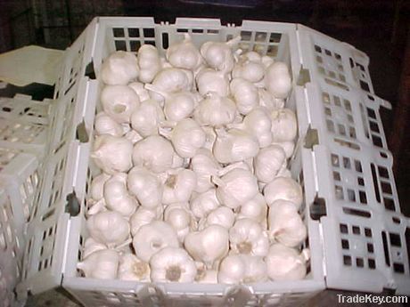 Fresh white garlic