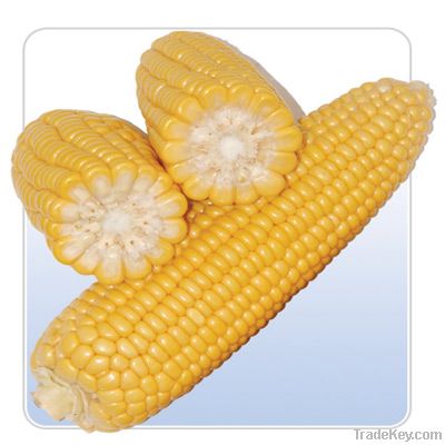 what is maize