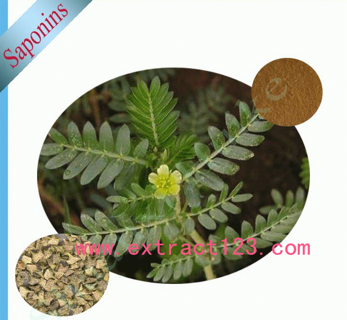 Tribulus Terrestris extract /herb extract