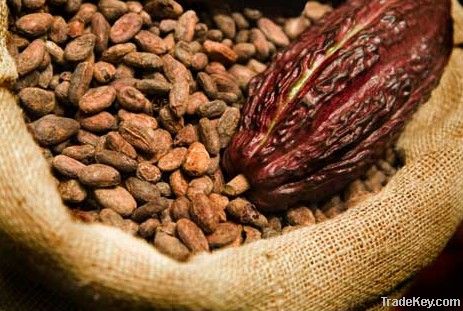 Cocoa Beans