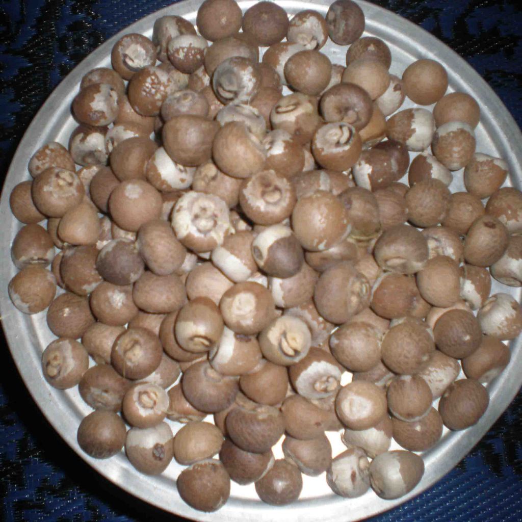 Betel Nuts, Betel Nuts in Shells, Betel Nuts  Whole Dried 70% - 75%