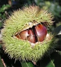 Chestnuts