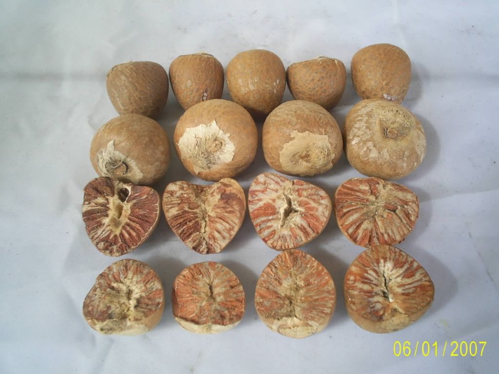 Betel Nuts, Betel Nuts in Shells, Betel Nuts Whole Dried 70 75 By G