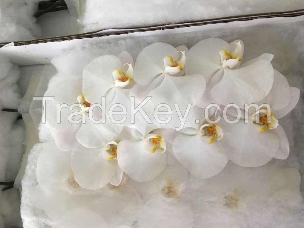 fresh cut flower Phalaenopsis white