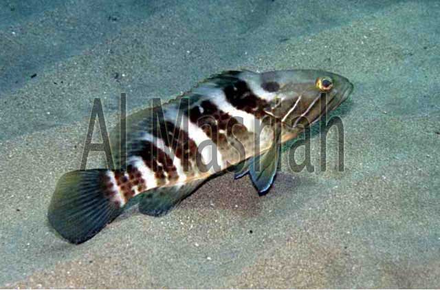 White Grouper ( Epinephelus Aenus )