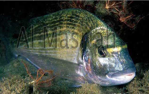 GrilthHead Seabream ( Sparus Aurata )