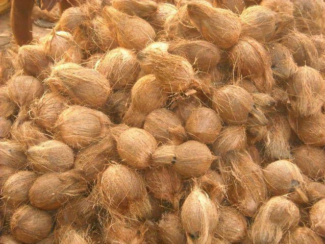 Semi Husked coconut, coconut Fiber, Coir & other allied Products 
