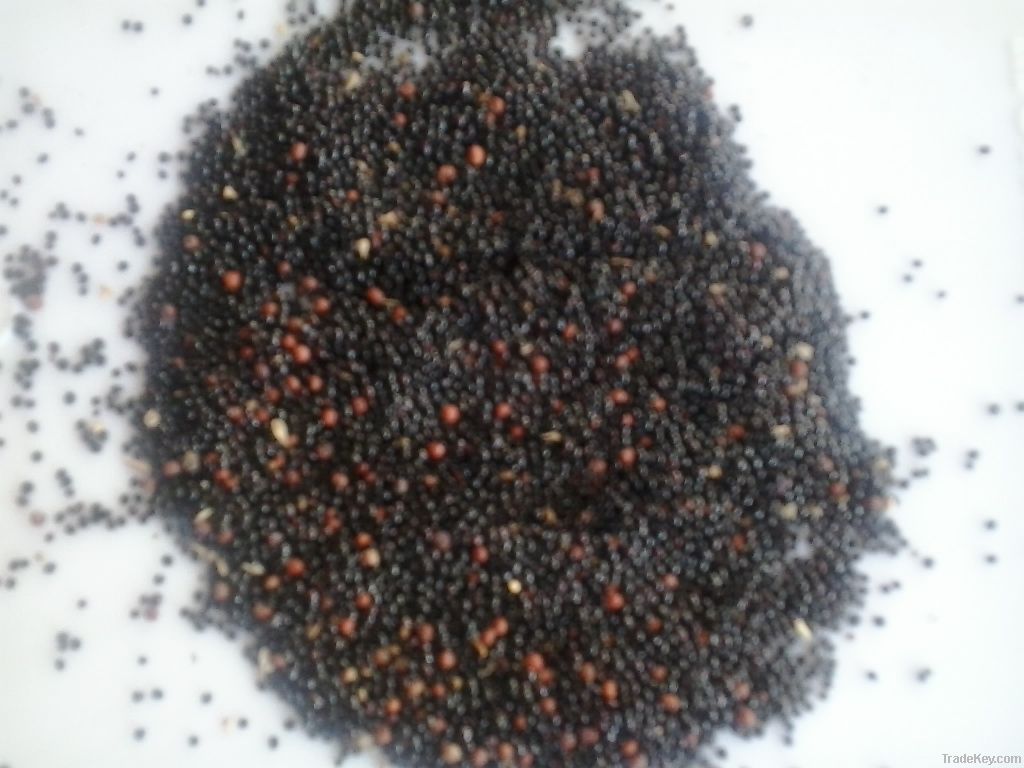 barberry seed