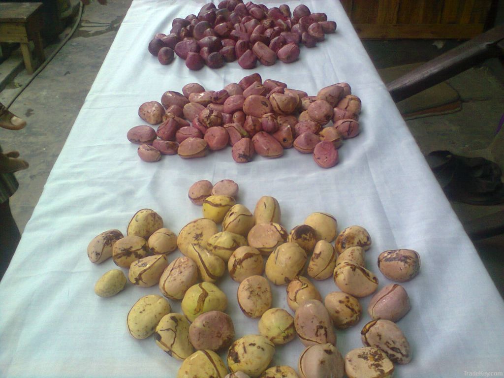 Kolanuts