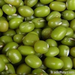 new green mung bean