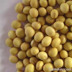 high quality refined soybean