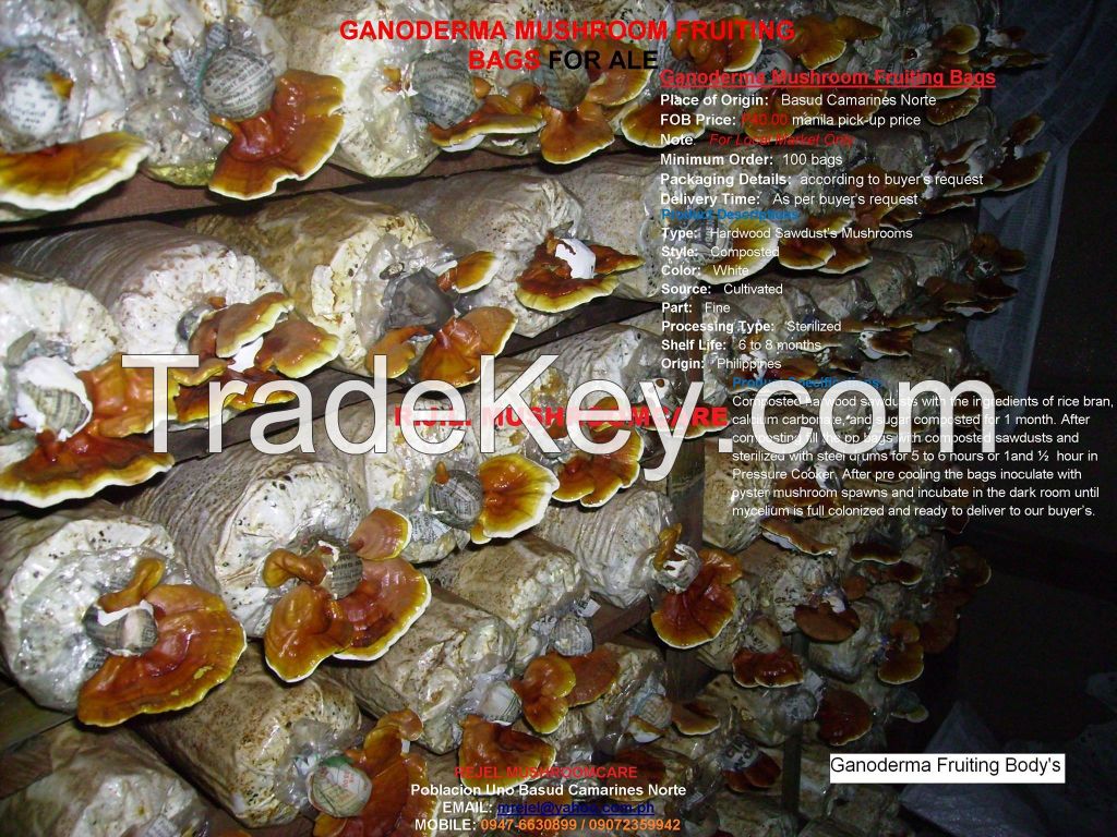 Dried Ganoderma Mushrooms