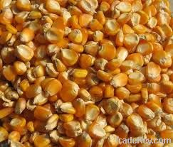 Yellow Corn