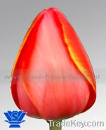 Tulip Flowerbulbs