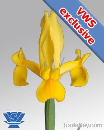 Iris Flowerbulbs