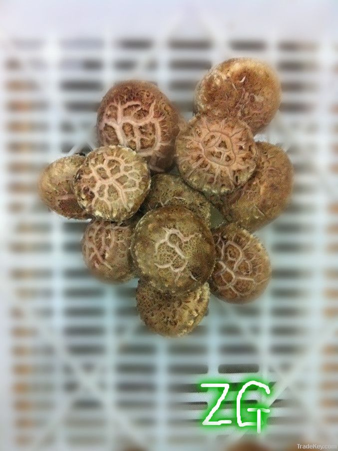 fresh shiitake mushroom/champignon from China