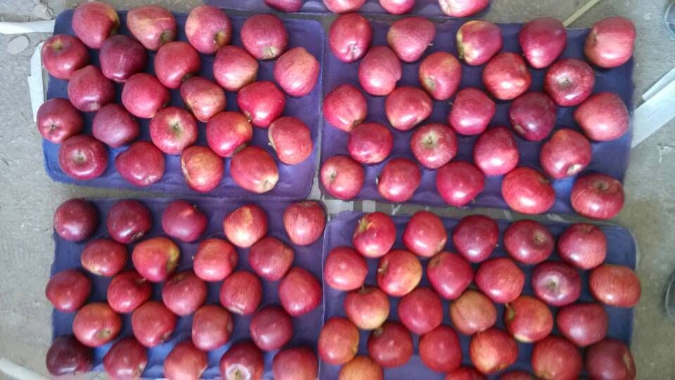 Fresh Huaniu Apples