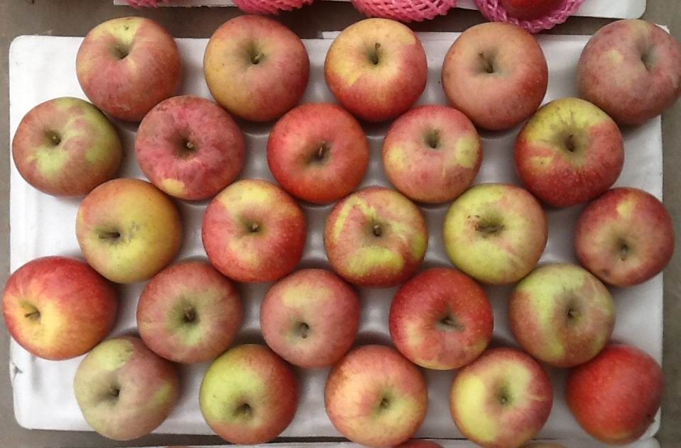 Fresh Unbagged Qinguan Apples