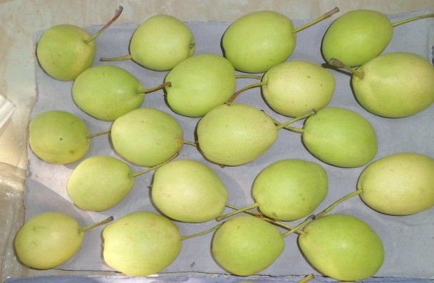 Fresh Shandong Pears