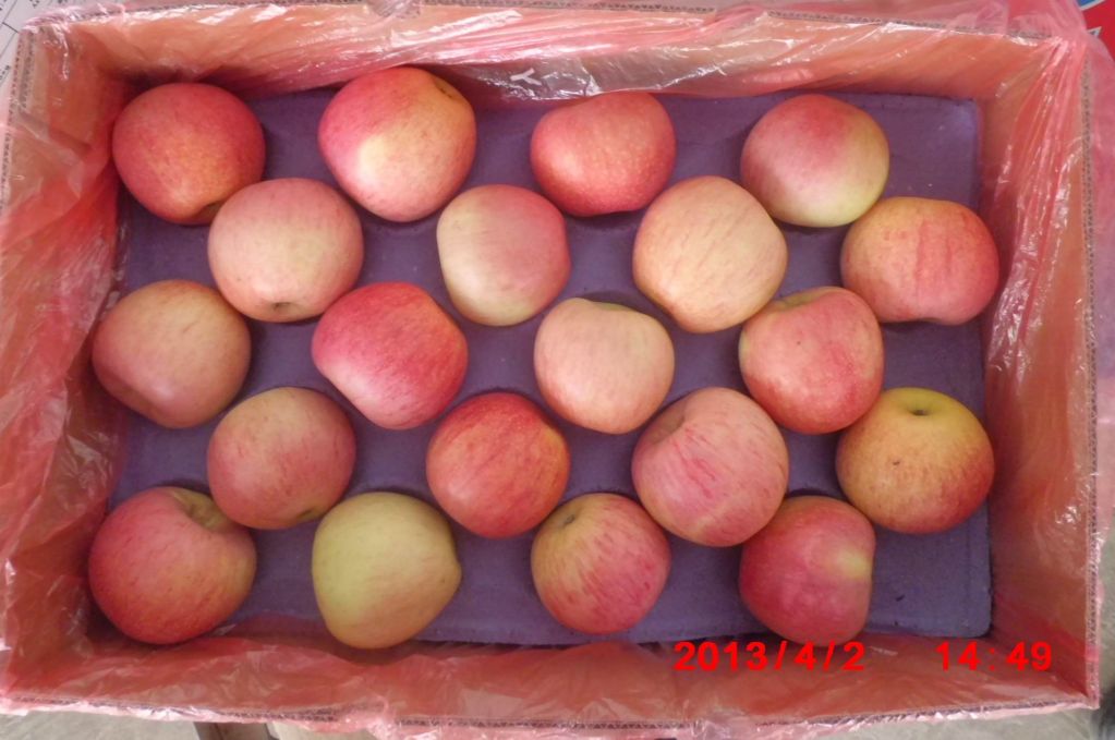 fresh Bagged Qinguan Apples