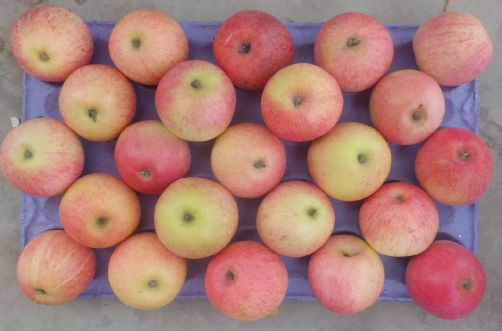 fresh Bagged Qinguan Apples