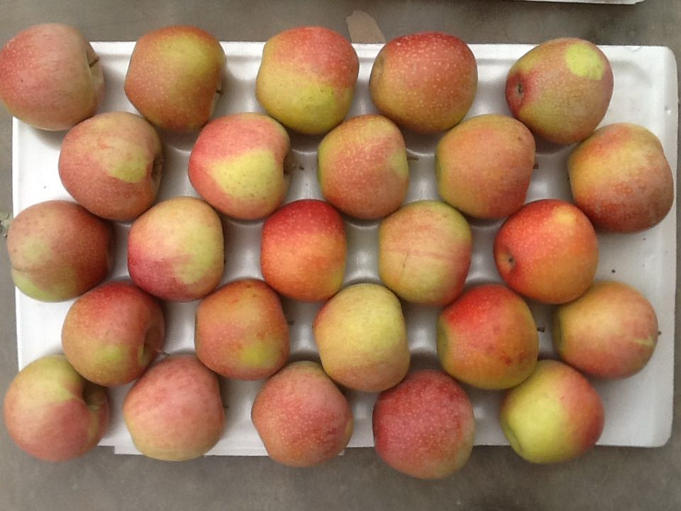 Fresh Unbagged Qinguan Apples