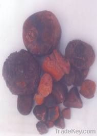 ox and cow gallstones