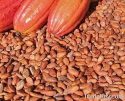 COCOA BEANS