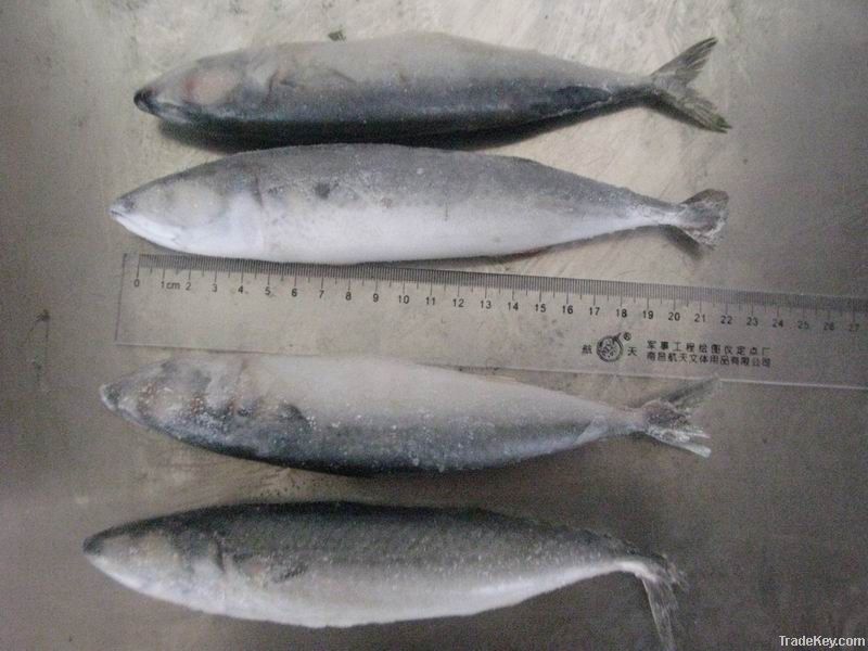 frozen pacific mackerel