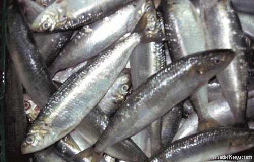 frozen sardines