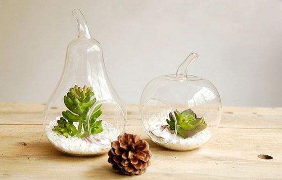 Succulent glass vases