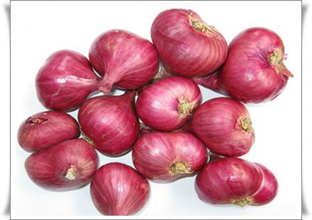 purple onion importers,purple onion buyers,purple onion importer,buy purple onion,purple onion buyer,import purple onion,purple onion suppliers