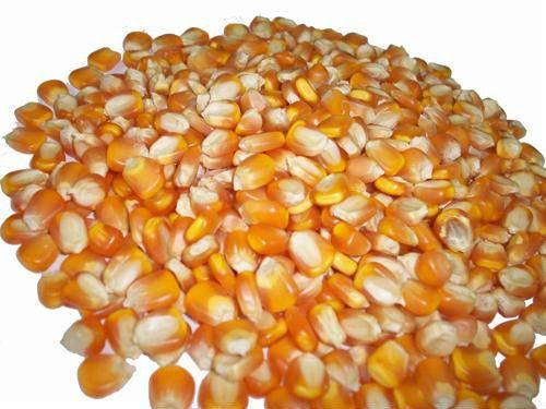 yellow corn importers,yellow corn buyers,yellow corn importer,buy yellow corn,yellow corn buyer,import yellow corn,yellow corn suppliers,