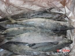 FROZEN FISH | MACHEREL FISH | SARDINES FISH | HILSA FISH