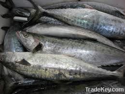Frozen mackerel fillets-atlantic mackerel fish, scomber scombrus