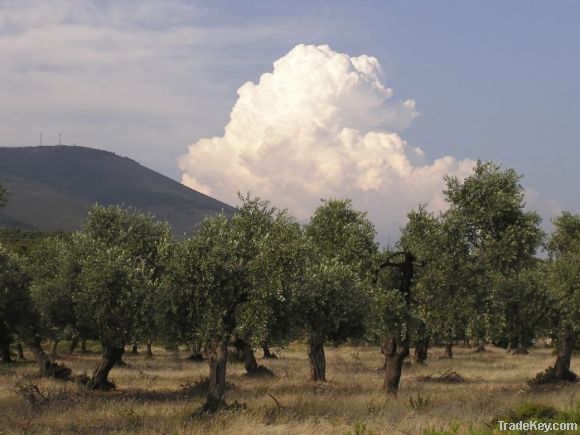 EXTRA VIRGIN OLIVE OIL LIMENARIA THASSOS