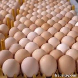 Brown Chicken Eggs, White Chicken Eggs, Quail eggs