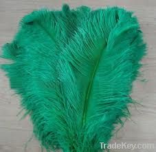 ostrich feather