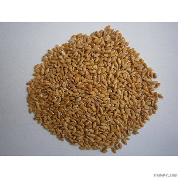 Einkorn organic Spelt - Triticum Monococcum